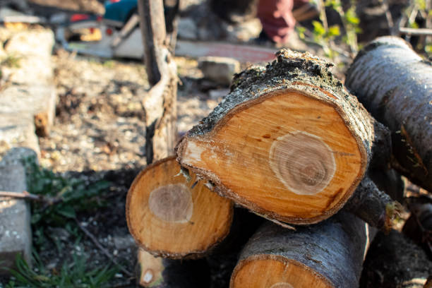 How Our Tree Care Process Works  in  Belle Mead, NJ