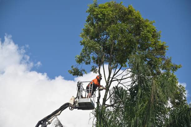 Professional Tree Care in Belle Mead, NJ